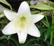 vatican city national flower|Vatican City: Motto National Animal National Flower and .